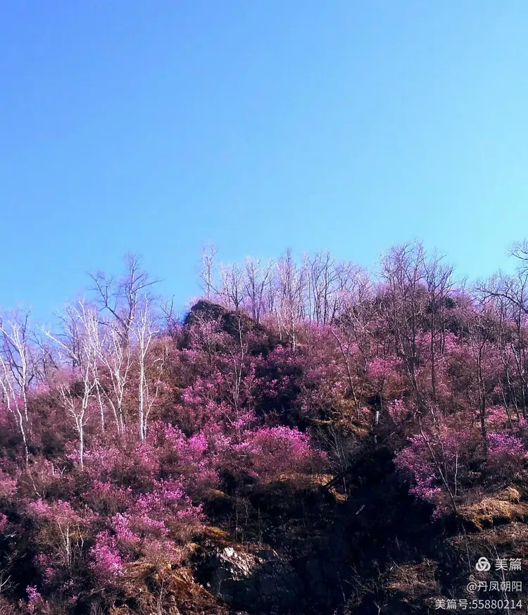 《寻找春天》又是一年山花开